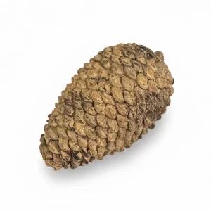 Dekoration Kotte 10cm